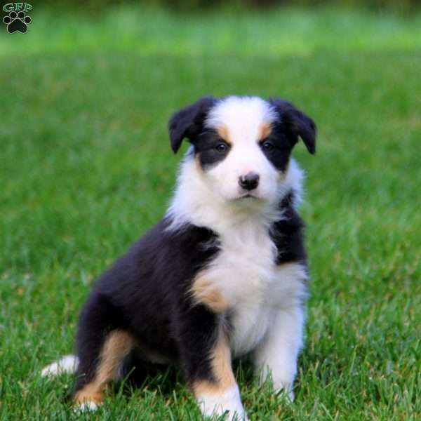 Tanya, Border Collie Puppy