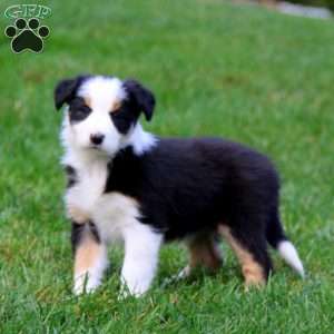 Tanya, Border Collie Puppy