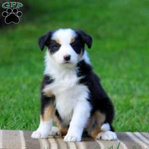 Tanya, Border Collie Puppy