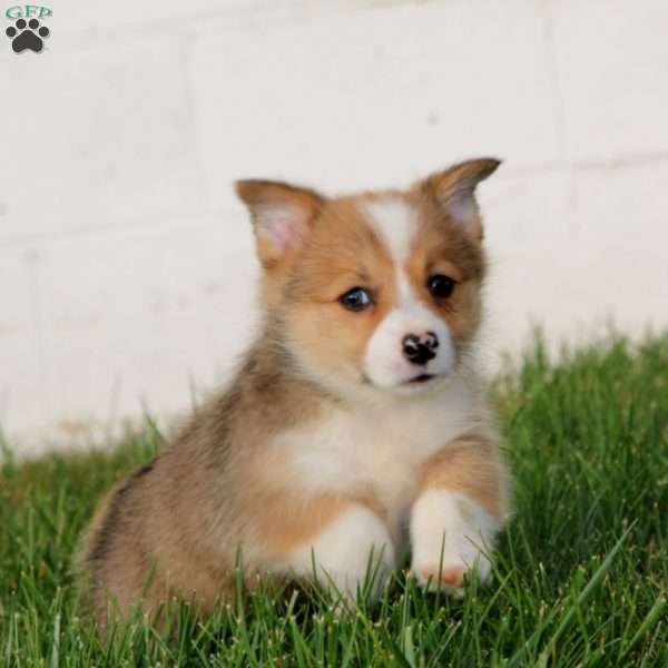 Taryn, Pembroke Welsh Corgi Puppy