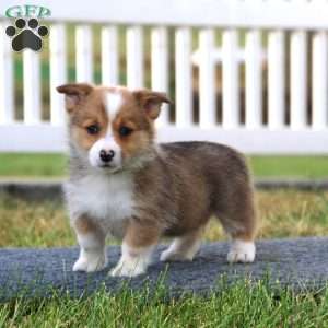 Taryn, Pembroke Welsh Corgi Puppy