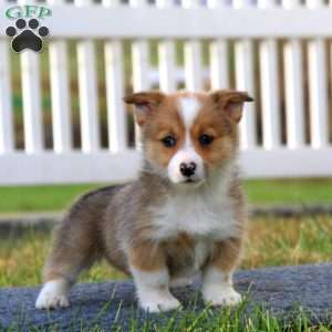 Taryn, Pembroke Welsh Corgi Puppy