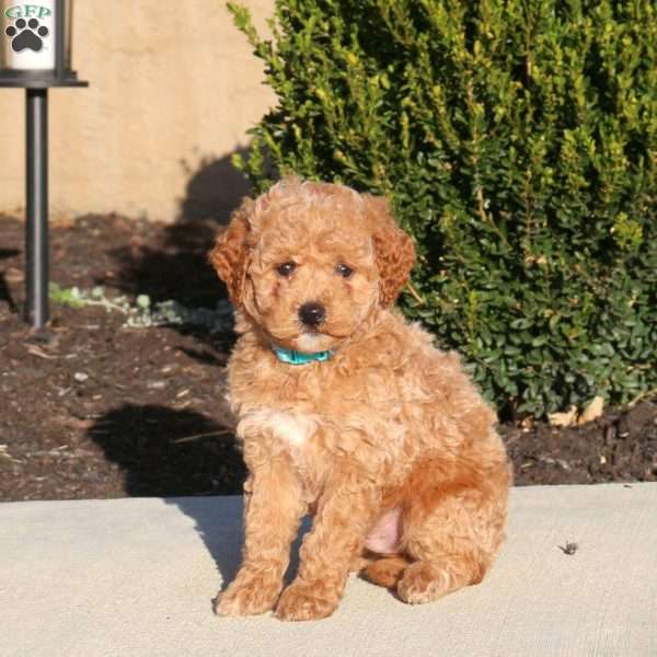 Tarzan, Mini Labradoodle Puppy