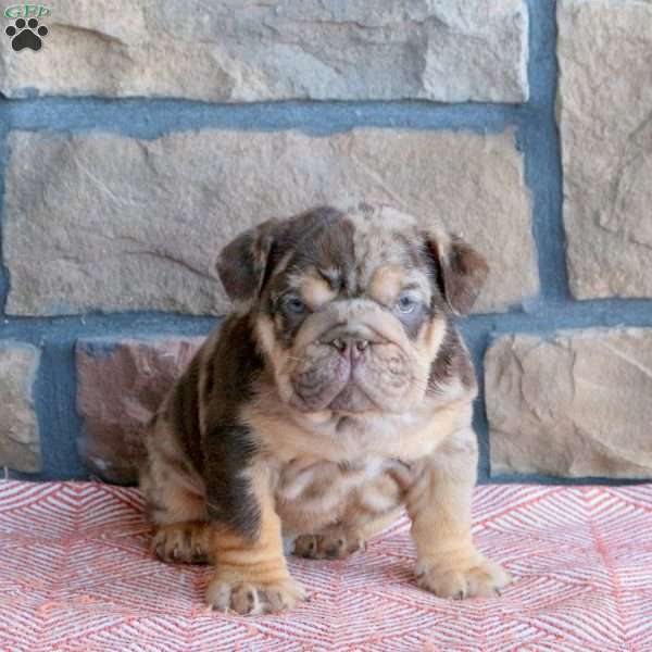 Tate, English Bulldog Puppy