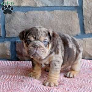 Tate, English Bulldog Puppy