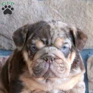 Tate, English Bulldog Puppy