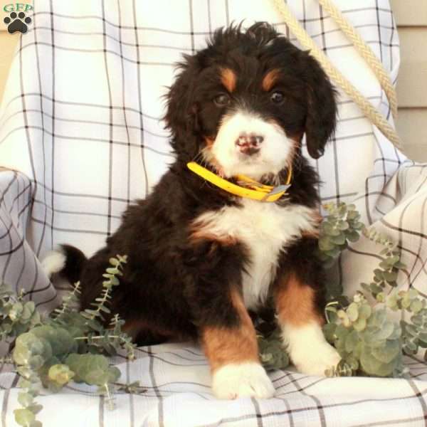 Tatiana, Bernedoodle Puppy