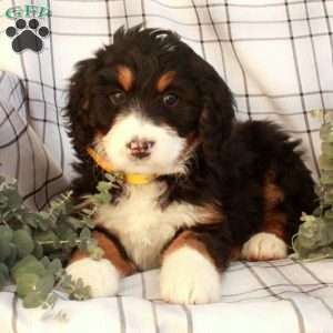 Tatiana, Bernedoodle Puppy