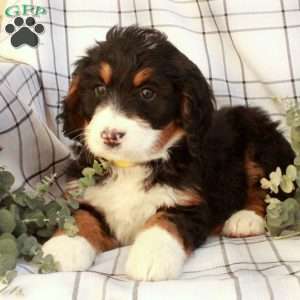 Tatiana, Bernedoodle Puppy