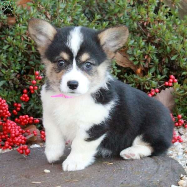 Tayla Grace, Pembroke Welsh Corgi Puppy