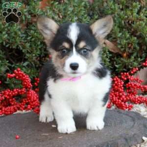 Tayla Grace, Pembroke Welsh Corgi Puppy