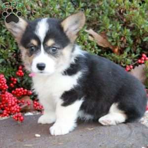 Tayla Grace, Pembroke Welsh Corgi Puppy