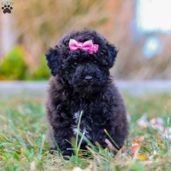 Taylor, Miniature Poodle Puppy