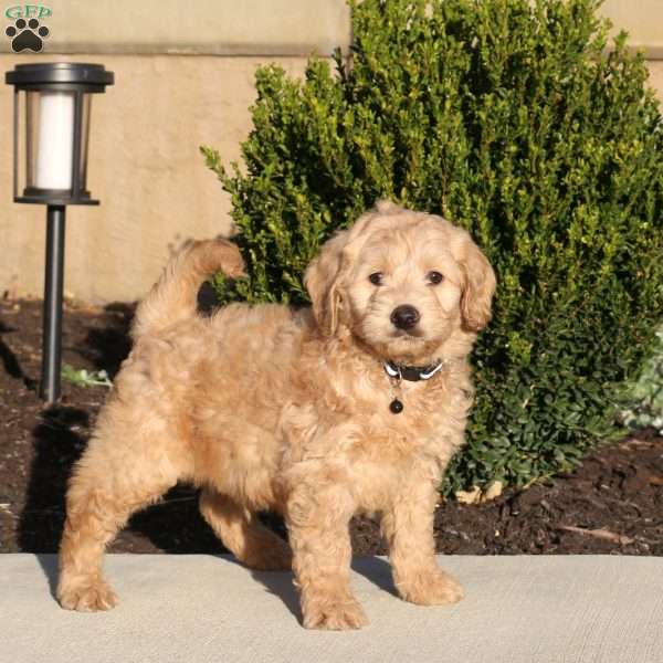 Techno, Mini Labradoodle Puppy