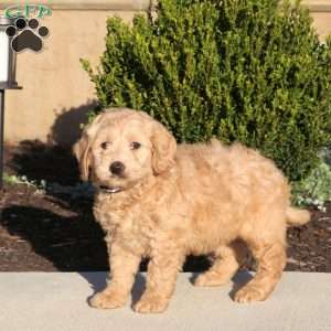 Techno, Mini Labradoodle Puppy