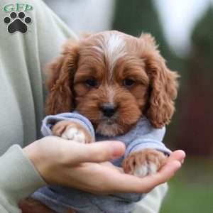 Teddy, Cavapoo Puppy