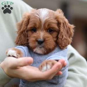 Teddy, Cavapoo Puppy