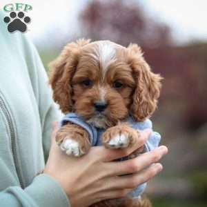 Teddy, Cavapoo Puppy