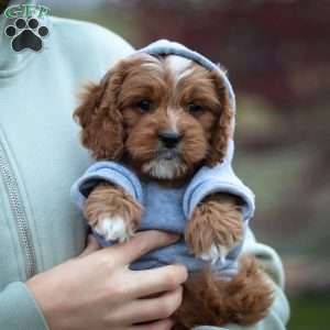 Teddy, Cavapoo Puppy