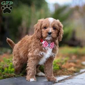 Teddy, Cavapoo Puppy