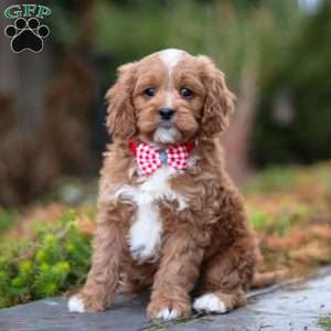 Teddy, Cavapoo Puppy