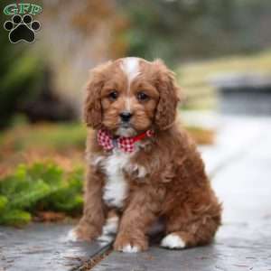 Teddy, Cavapoo Puppy