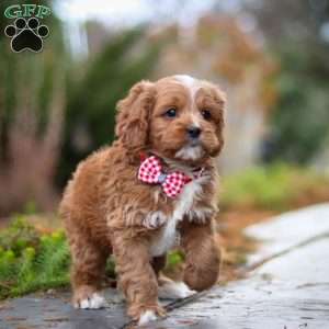 Teddy, Cavapoo Puppy