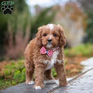 Teddy, Cavapoo Puppy