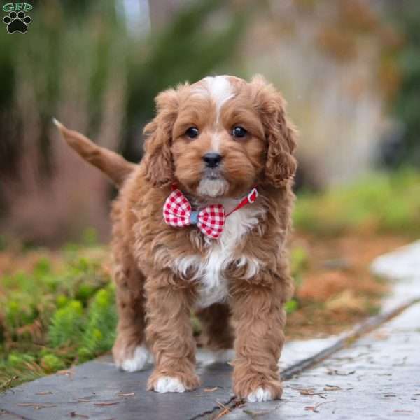 Teddy, Cavapoo Puppy