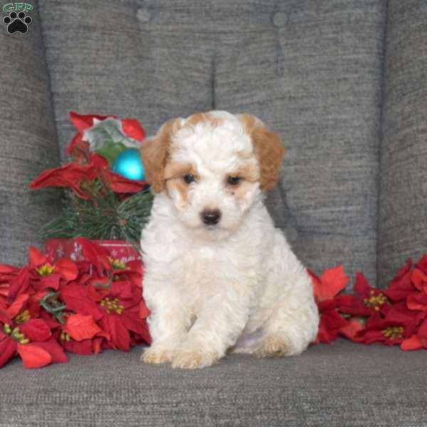 Teddy, Toy Poodle Puppy