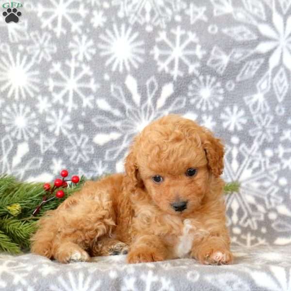 Teddy, Toy Poodle Puppy