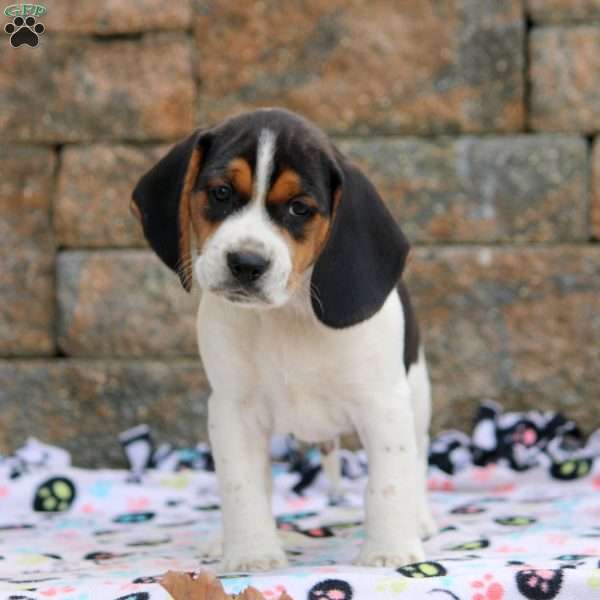 Teddy, Beagle Puppy