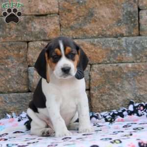 Teddy, Beagle Puppy