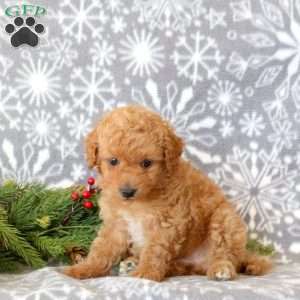 Teddy, Toy Poodle Puppy