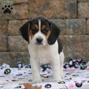 Teddy, Beagle Puppy