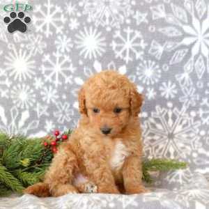 Teddy, Toy Poodle Puppy