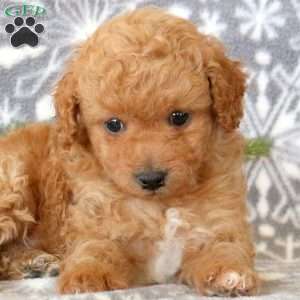 Teddy, Toy Poodle Puppy