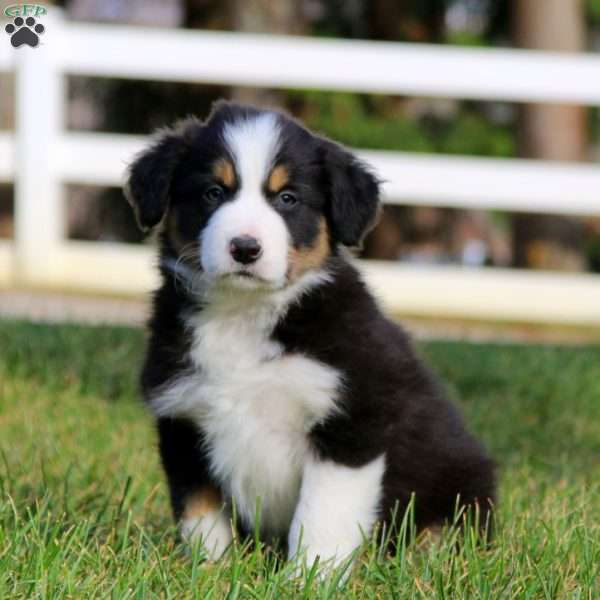 Teddy, Border Collie Puppy