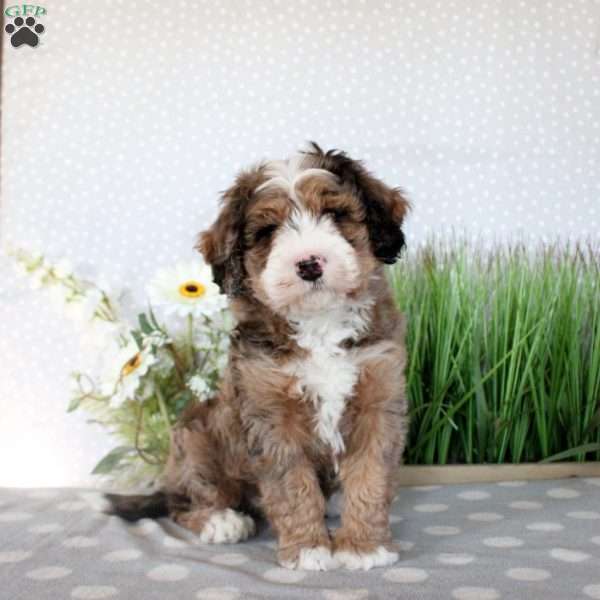 Teddy, Mini Bernedoodle Puppy