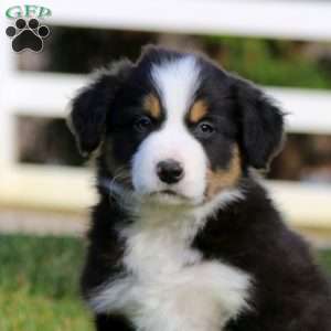 Teddy, Border Collie Puppy