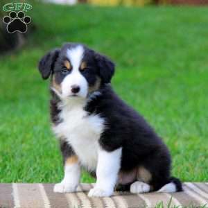 Teddy, Border Collie Puppy