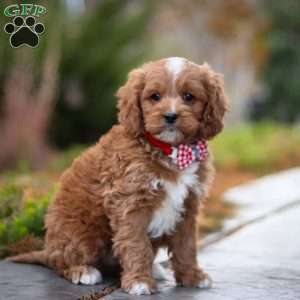 Teddy, Cavapoo Puppy