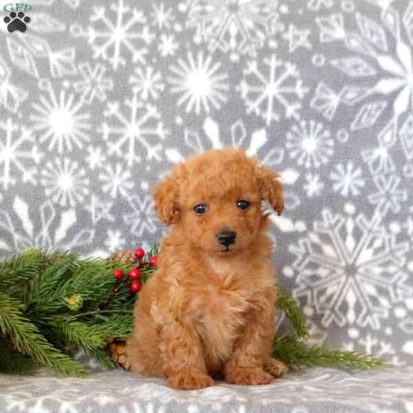 Tera, Toy Poodle Puppy