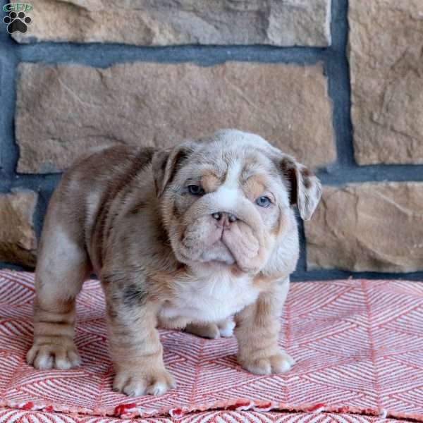 Tera, English Bulldog Puppy