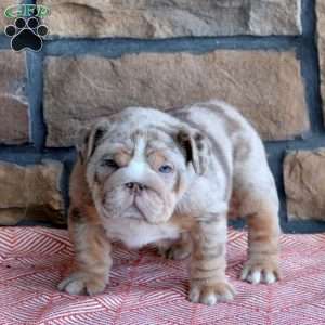 Tera, English Bulldog Puppy