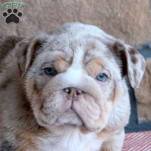 Tera, English Bulldog Puppy