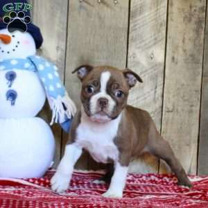 Tera, Boston Terrier Puppy