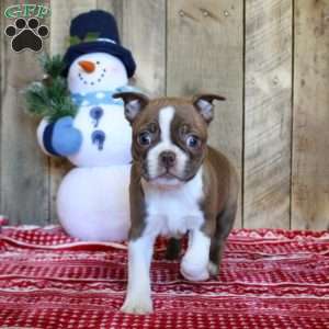 Tera, Boston Terrier Puppy