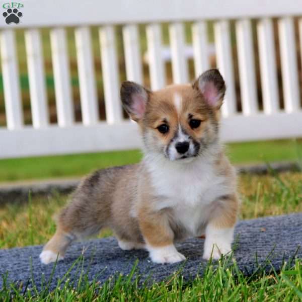 Teresa, Pembroke Welsh Corgi Puppy