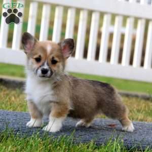 Teresa, Pembroke Welsh Corgi Puppy